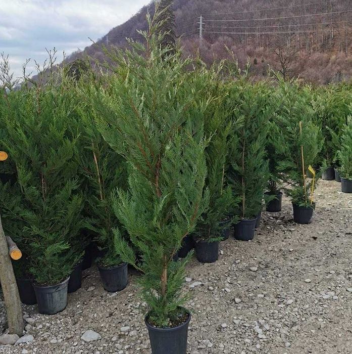 Palmieri bonsai lelandy măslin laur englezesc diferite dimensiuni