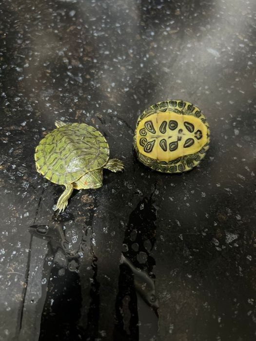 Продам декоративных черепах