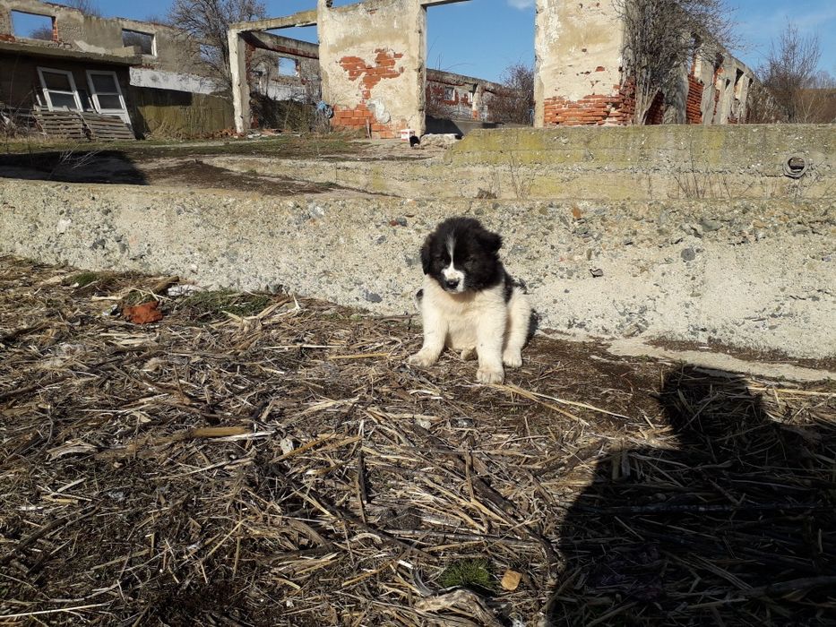 Продавам Българско овчарско куче