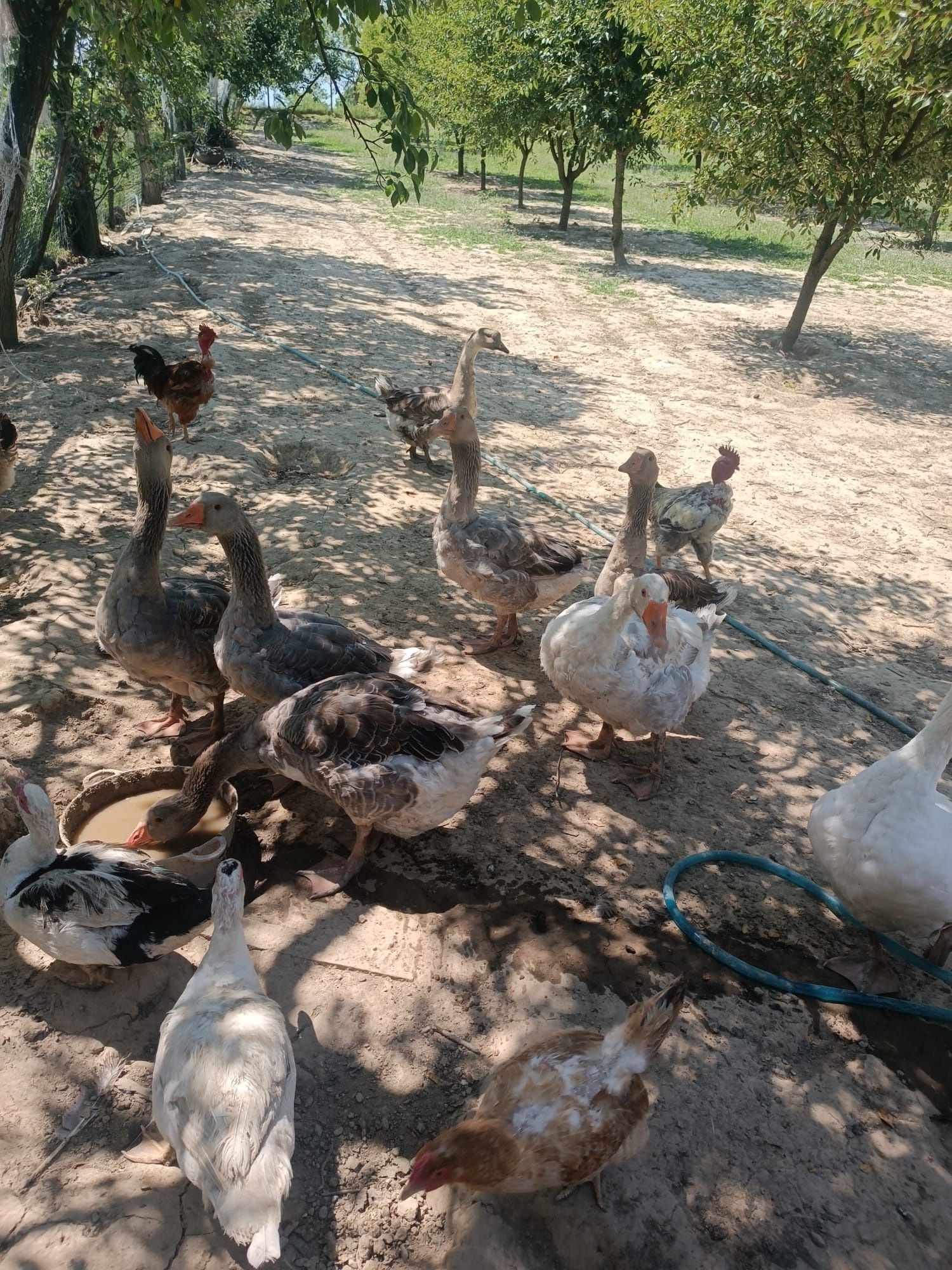 Vând gâște tinere(de anul trecut)