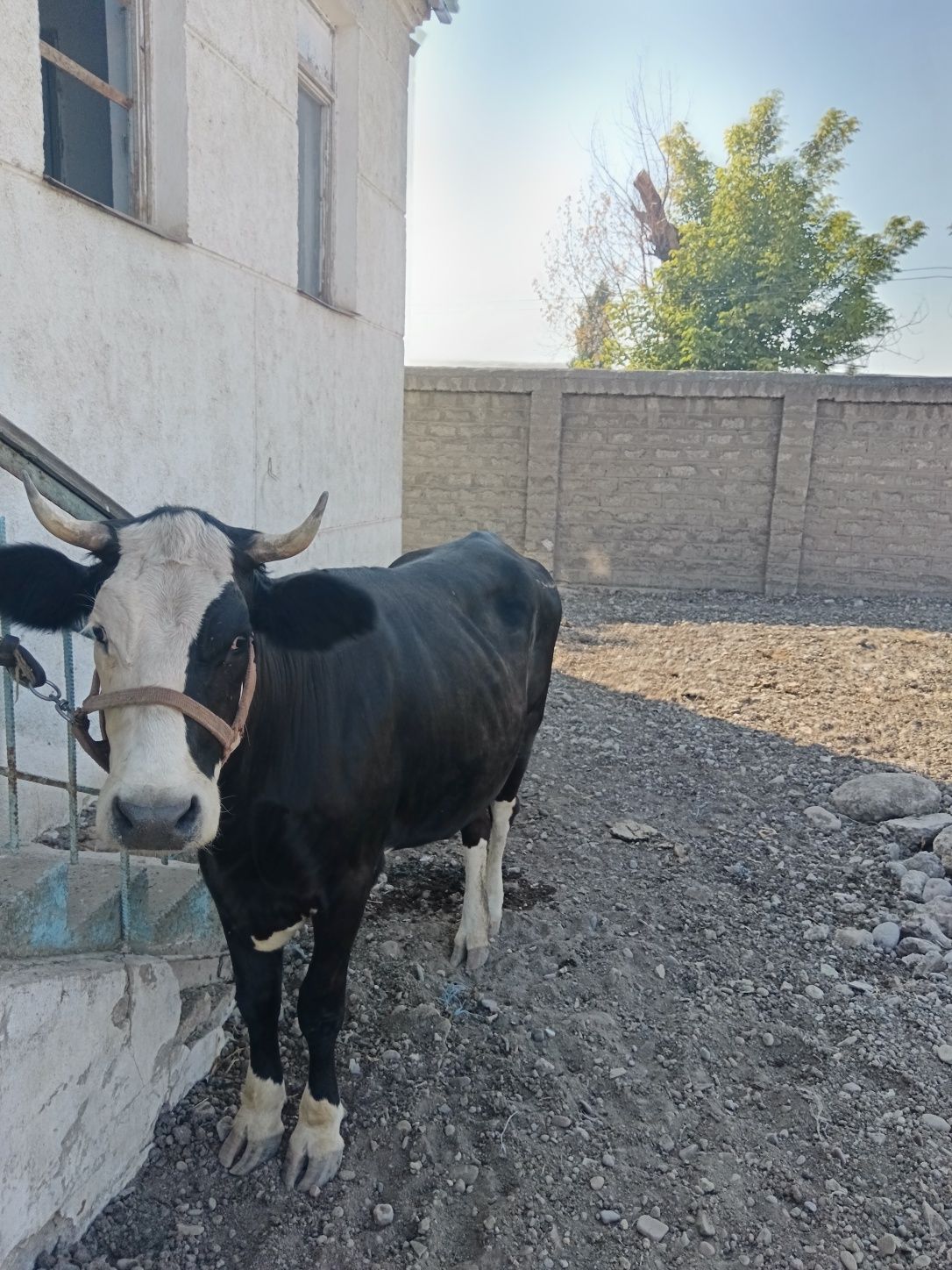 Bogoz brinchisi ga   5  oylik