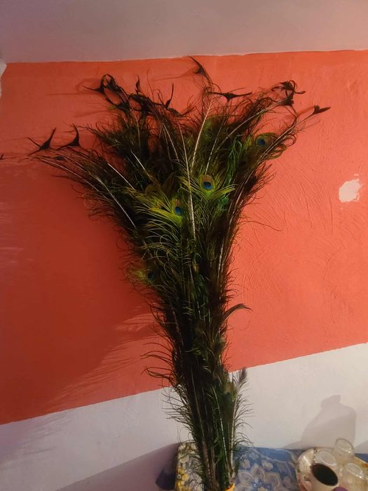 Flori , păsări, plante și animale pregătite pentru o casă nouă