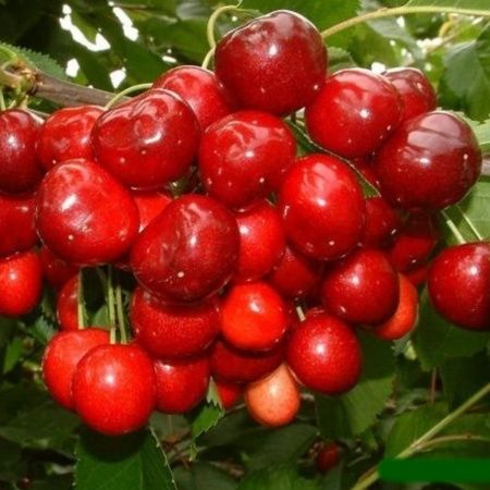 Pomi fructiferi : Cireș soiul George