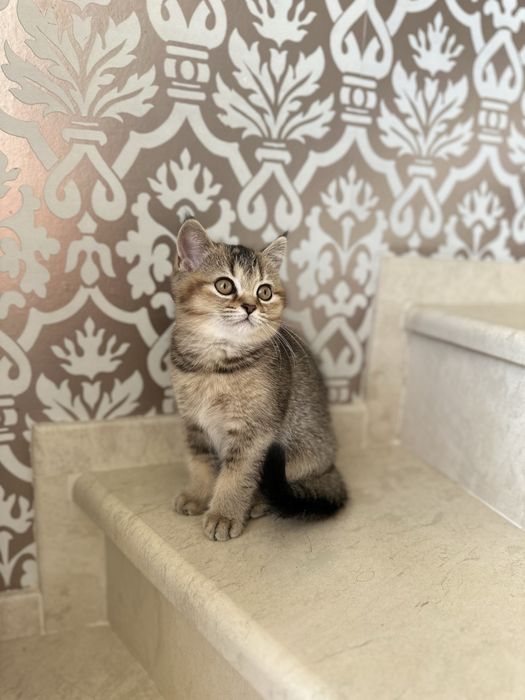 Британски котета