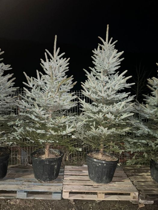 Molid argintiu/ brad