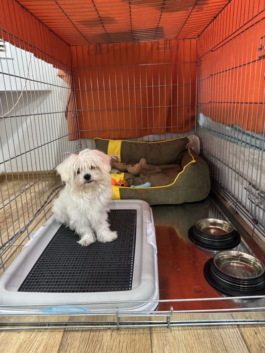 Метална клетка за куче