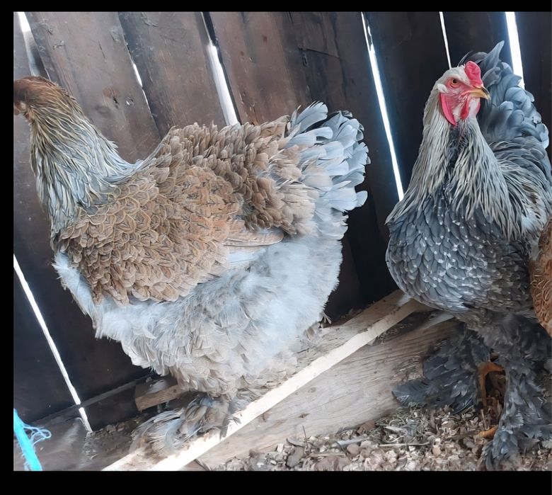 Păsări de rasă disponibile