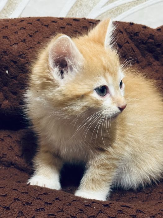 Отдам бесплатно котёнка