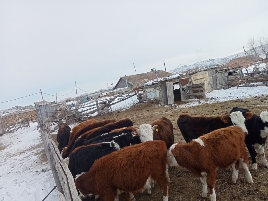 Продам молодняк тёлочки бычки