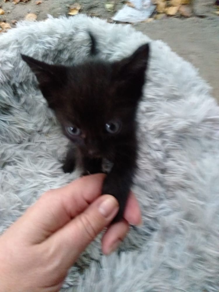 Домашние котята