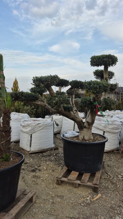 Maslin  palmier  plante