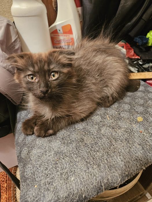 Продам котят, в хорошие руки, внешность очень интересная