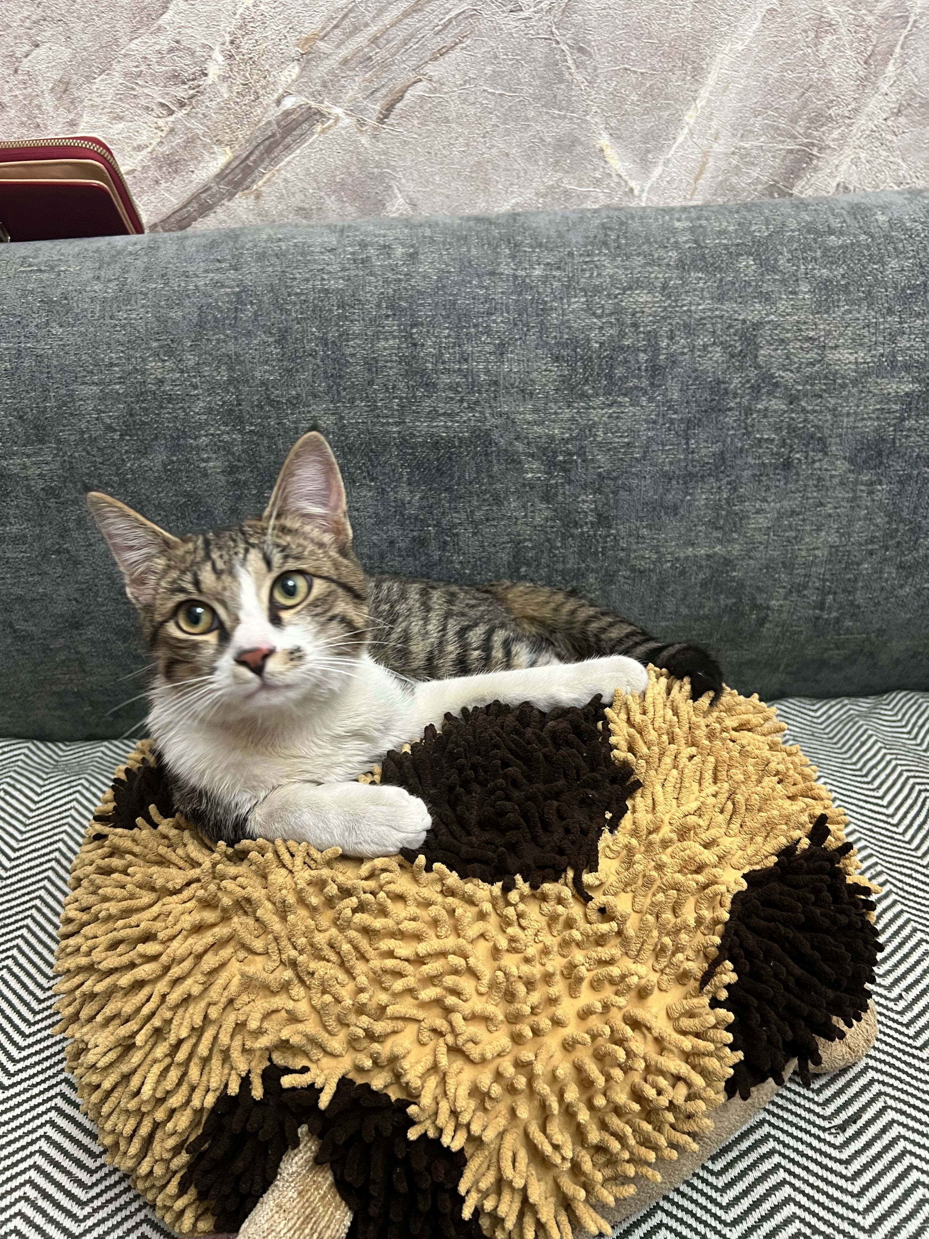 Котята домашние маленькие