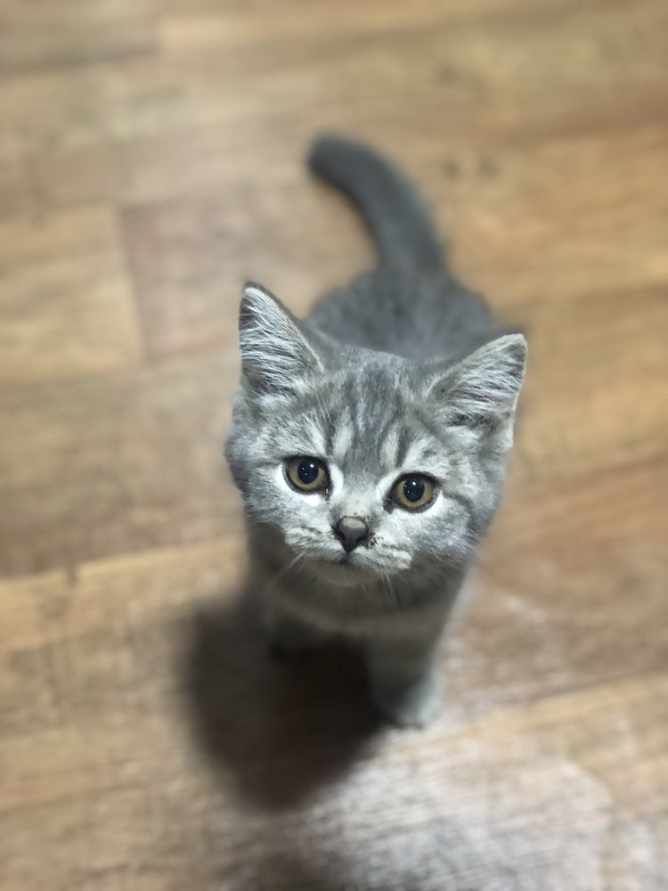 Eliza laqabli qiz bola mushuk