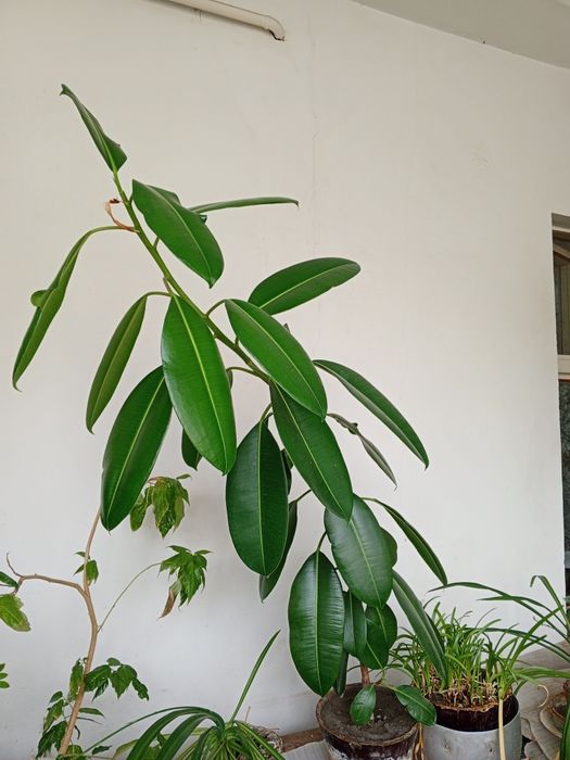 Фикус крупнолистовой, цветок, комнатное растение