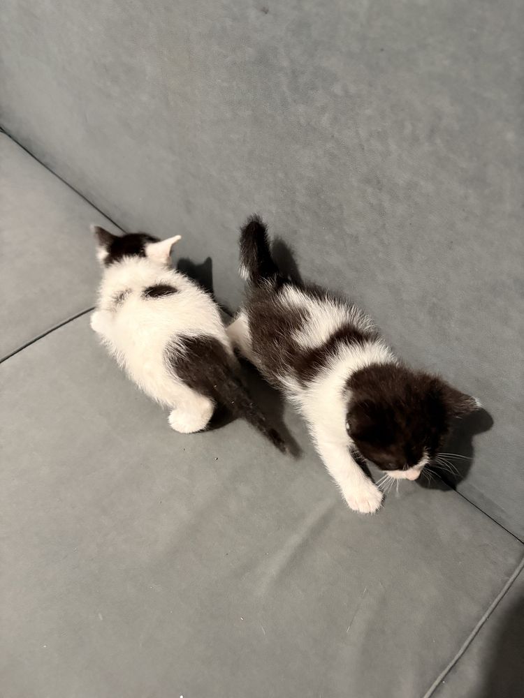 кошки котята котенки