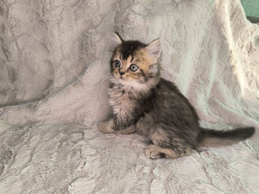 Vand motanel British longhair chinchilla