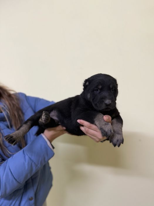 Продаются щенки Алабая