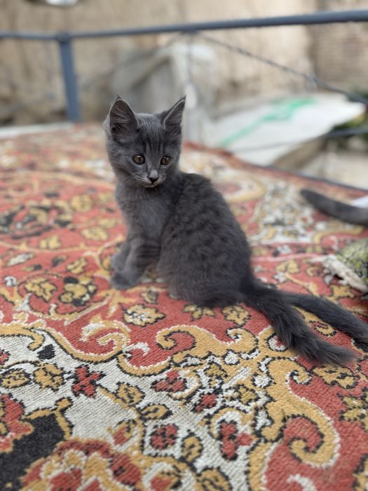 Отдаю бесплатно кошек