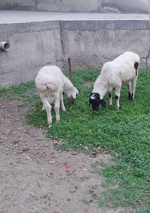 Эгизак кучкорлар сотилади.