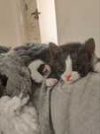 Отдам котят, кошек