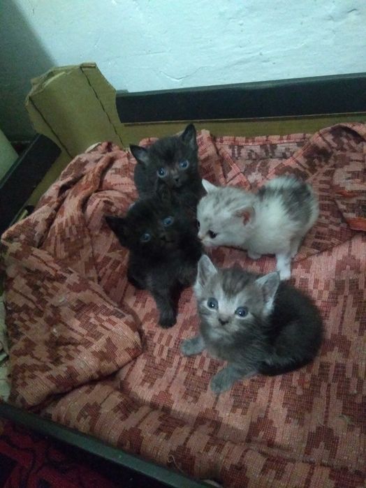 Отдам бесплатно котят
