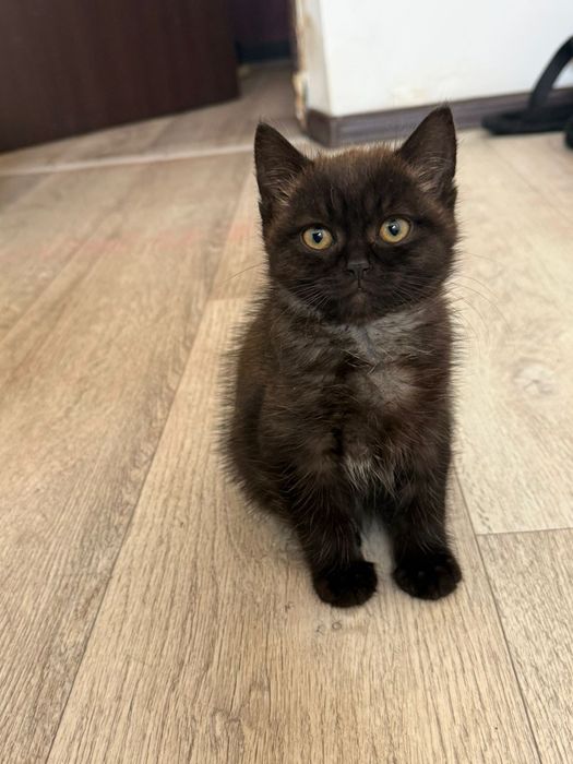 Отдам котенка , кота