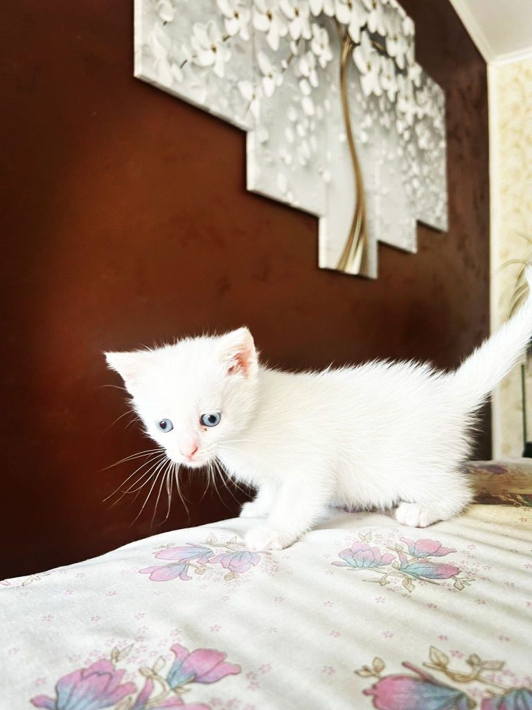 Angora turceasca