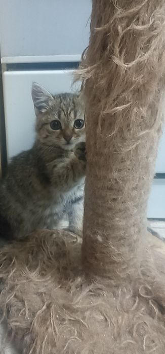 Кошечка,1,5мес.в добрые руки.