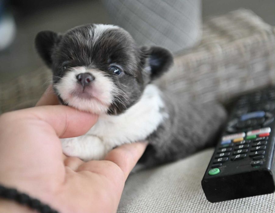 Женско мини чихуахуа бяло синьо