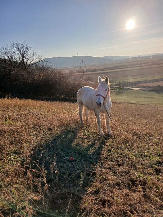 Vând sau schimb  cal cu alte animale