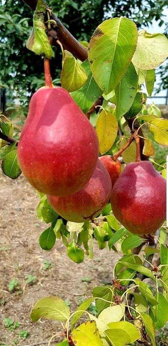 Pomi fructiferi direct de la producător
