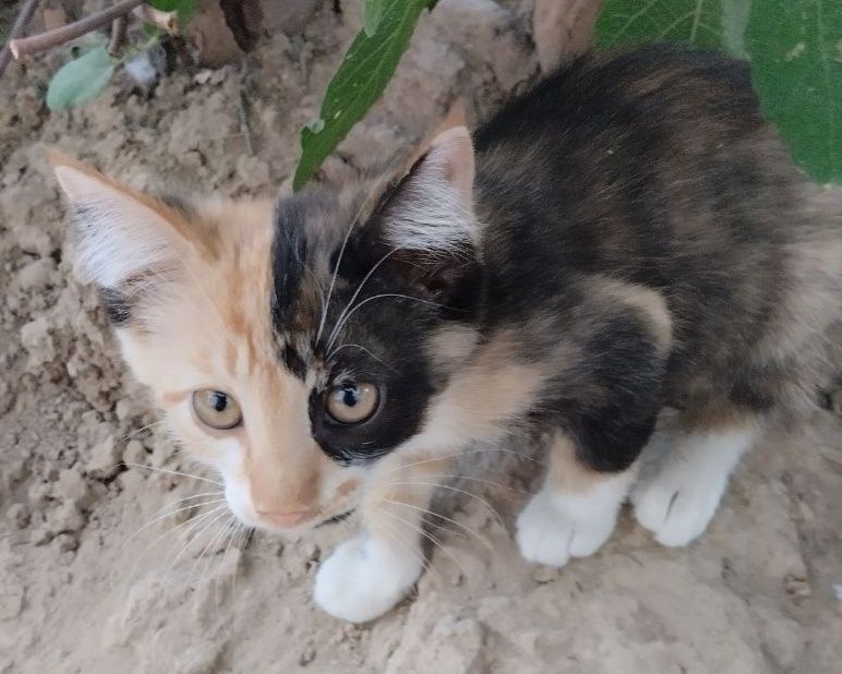 Отдам котёнка девочку