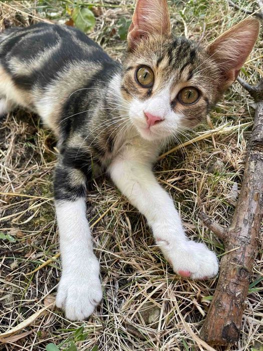 Трицветно момче коте си търси дом