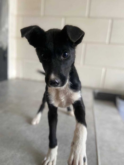 Собака щенок, идеальный охранник для вашего двора.