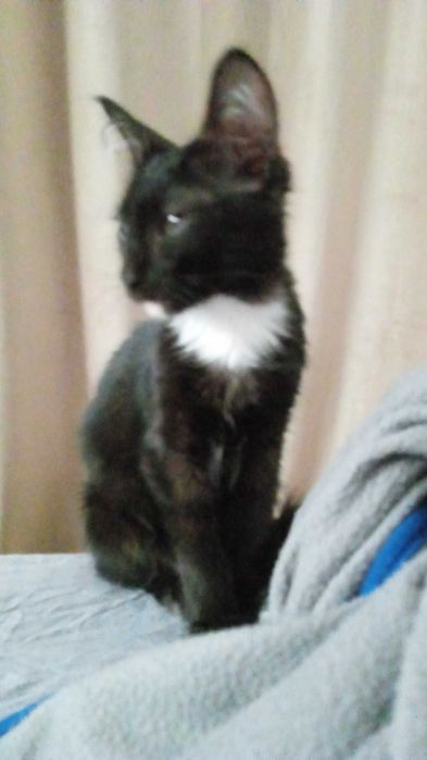 Котенок даром черный