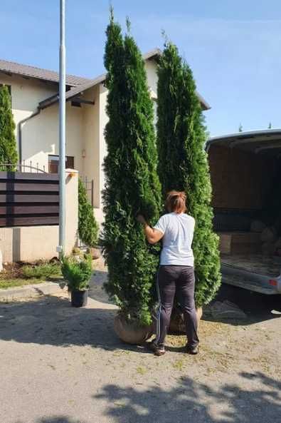 Tuia, leylandii, mesteceni, platani și multe altele – Disponibile acum