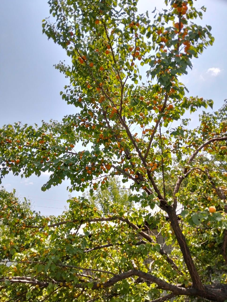 Абрикосы,Apricot