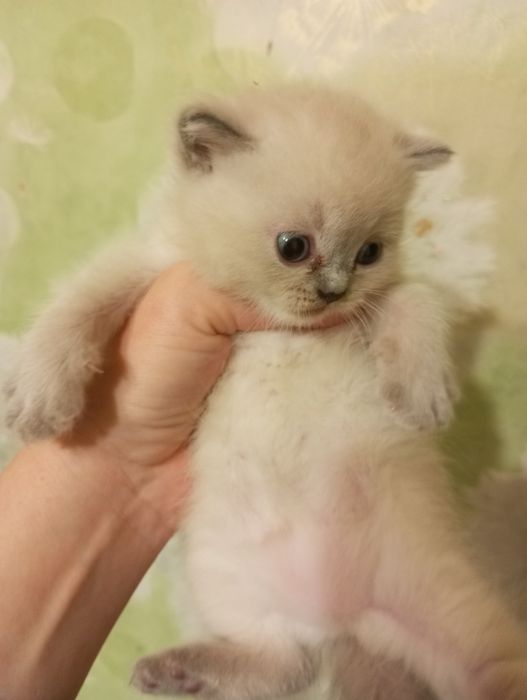 Отдадим кошечку в хорошие руки