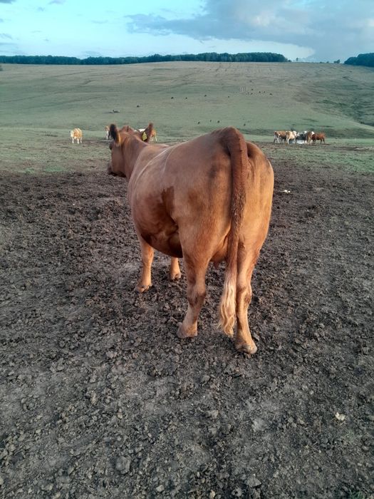 Vând 3 vaci și un tăurel angus