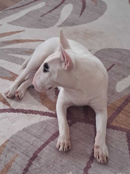 Бултериер чистокръвен