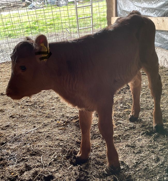 Vițica Limuzin sugara