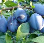 Prune pt țuică aduși la domiciliul dvs
