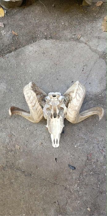 Череп на овен най-новото