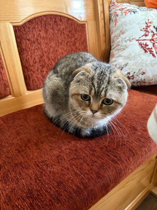 Golden chinchilla X Scottish fold kitten to a good home