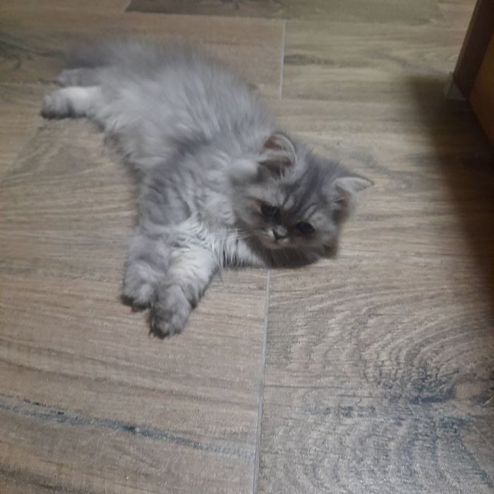 Pisicuta Persană cu pedigree