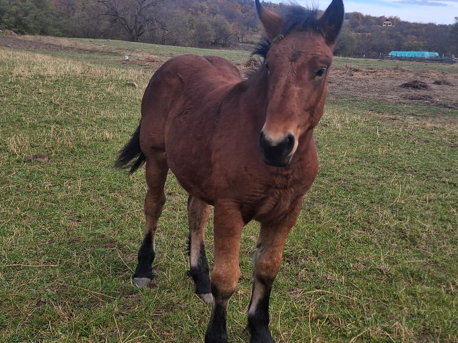 Mânz 5 luni și carlan 1, 5 ani