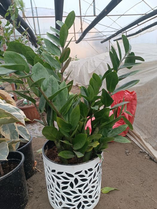 Xonaki gullar sotiladi