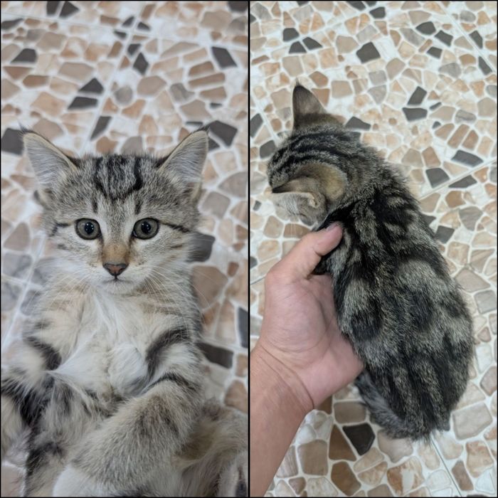 Uy mushukchalari/Домашние котята