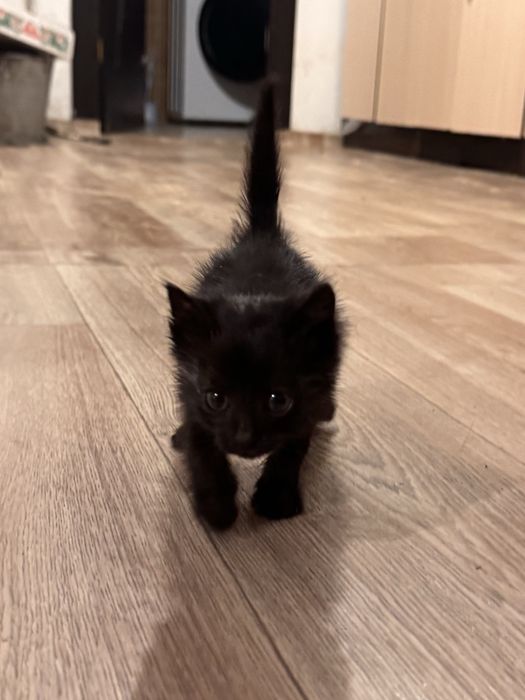 Отдам котенка в добрые руки